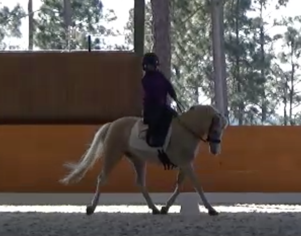 In Which We Ride in the Sub-Arctic Stable View Farm clinic with Silva Martin