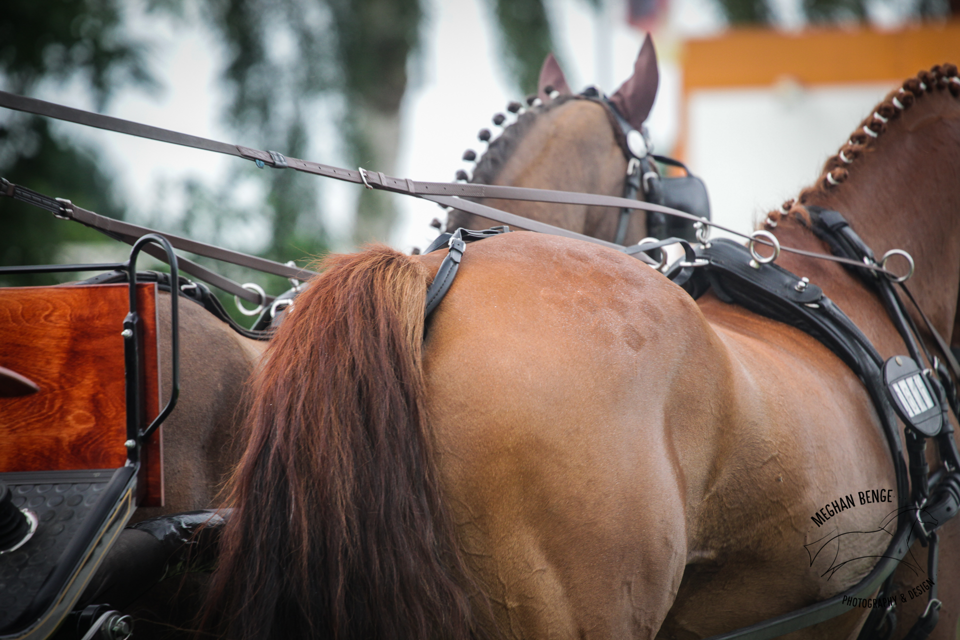 pony-worlds-minden-2017-6932-web.jpg