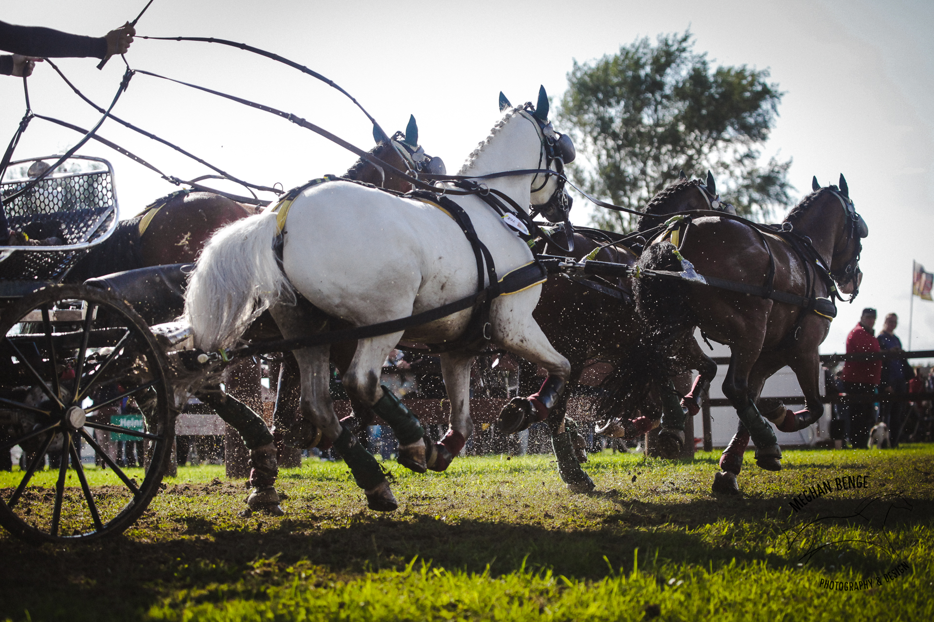 pony-worlds-minden-2017-7542-web.jpg